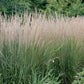 Karl Foerster Feather Reed Grass