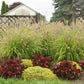 Lemon Squeeze Ornamental Fountain Grass