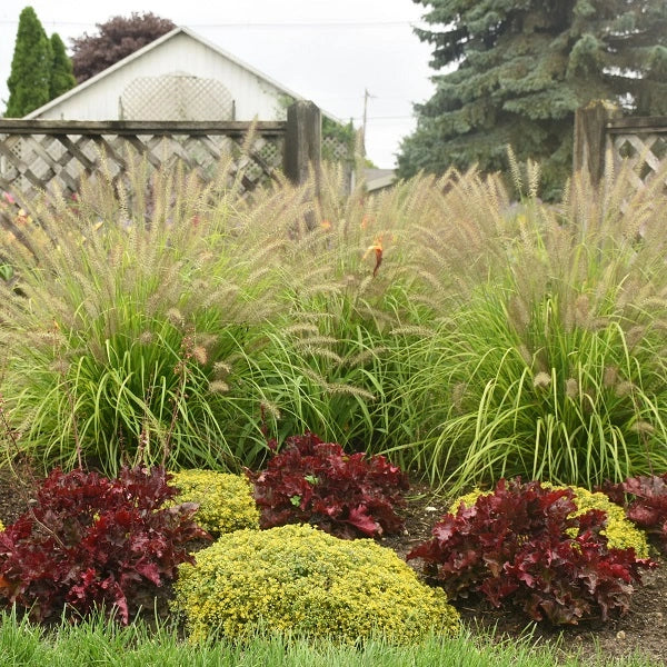 Lemon Squeeze Ornamental Fountain Grass