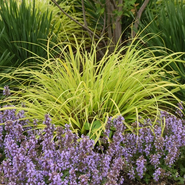 Lemon Squeeze Ornamental Fountain Grass