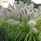 Lemon Squeeze Ornamental Fountain Grass