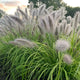 Lemon Squeeze Ornamental Fountain Grass