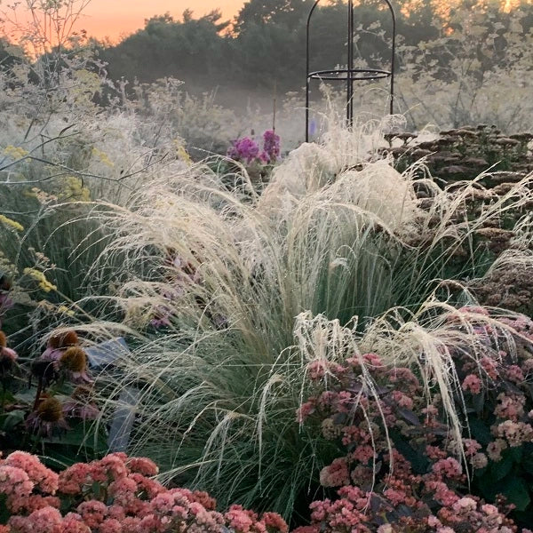 Mexican Feathergrass