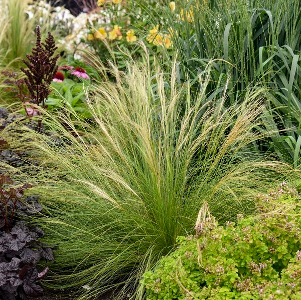 Mexican Feathergrass