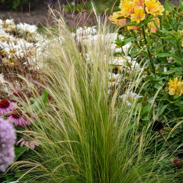 Mexican Feathergrass