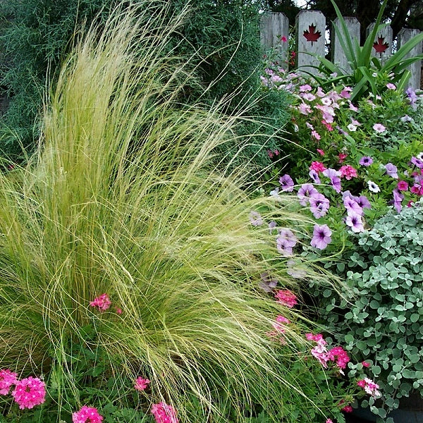 Mexican Feathergrass