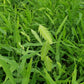 Northern Sea Oats Grass