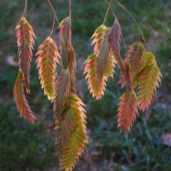 Northern Sea Oats Grass