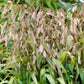 Northern Sea Oats Grass