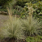 Overdam Variegated Feather Reed Grass