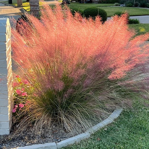 Pink Muhly Grass