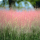 Pink Muhly Grass