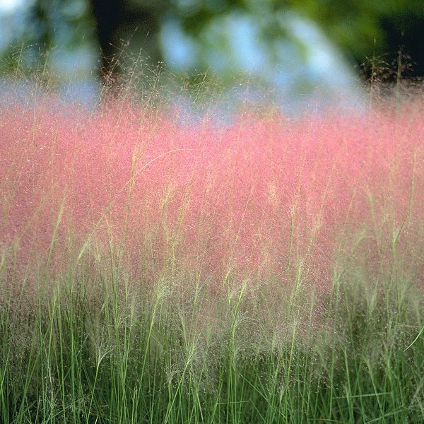 Pink Muhly Grass