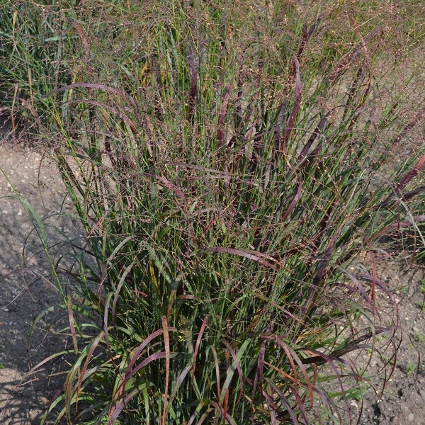 Red Flame Switch Grass