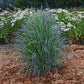 Twilight Zone Bluestem Grass