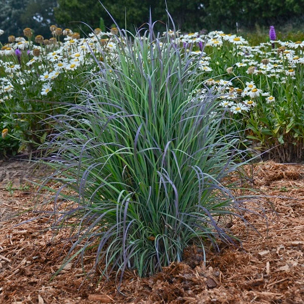 Twilight Zone Bluestem Grass