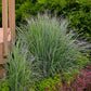 Twilight Zone Bluestem Grass