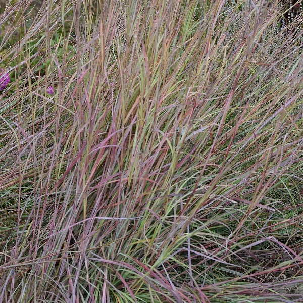 Twilight Zone Bluestem Grass