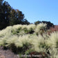 Gentle Breeze Miscanthus Grass