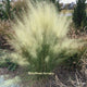 White Cloud Muhly Grass