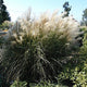 Graziella Miscanthus Grass