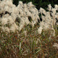 Graziella Miscanthus Grass