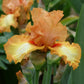 Great Balls Of Fire Iris