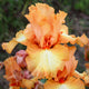 Great Balls Of Fire Iris