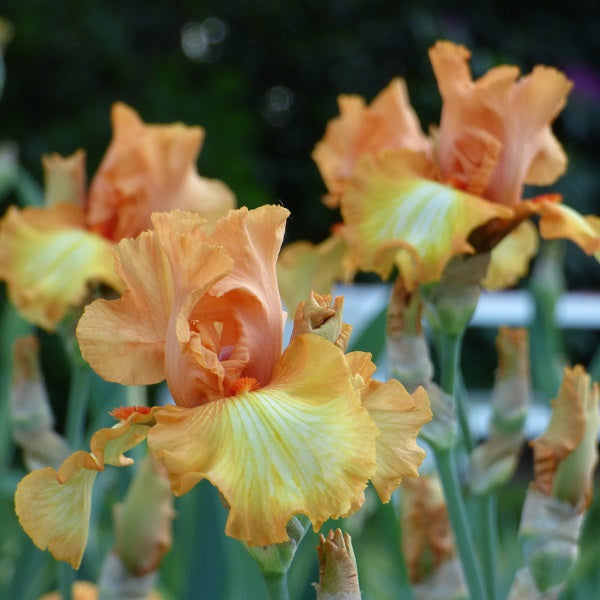 Great Balls Of Fire Iris