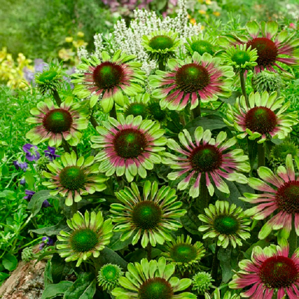 Green Twister Coneflower