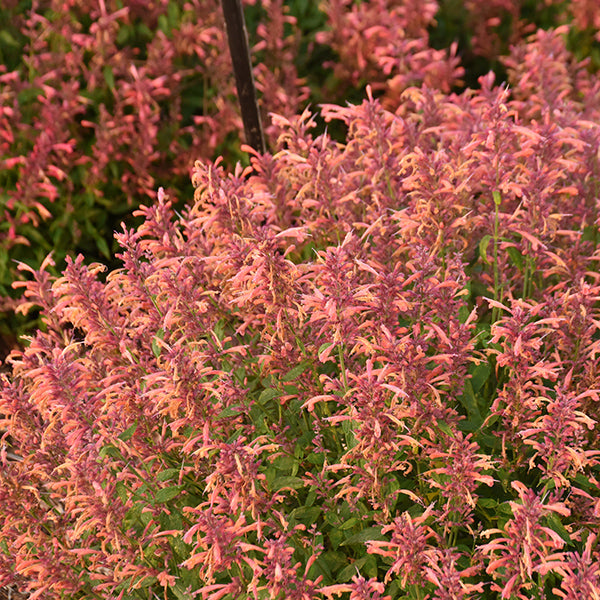 Guava Lava Hyssop