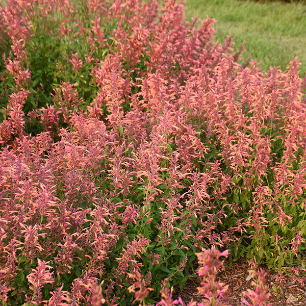 Guava Lava Hyssop