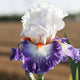 Gypsy Lord Iris