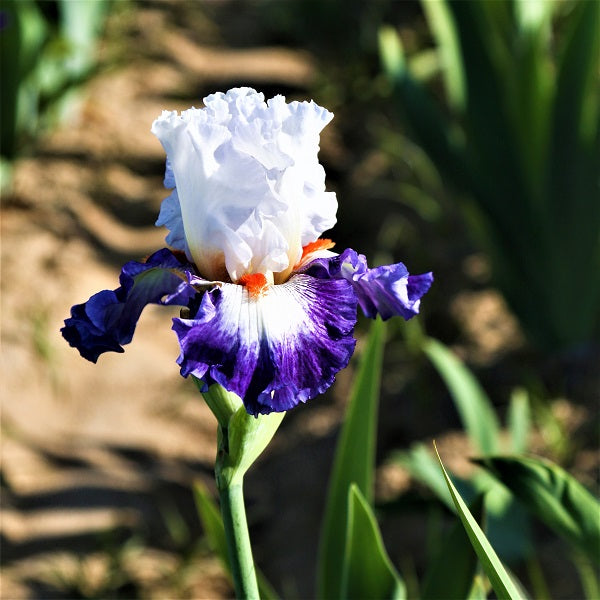 Gypsy Lord Iris