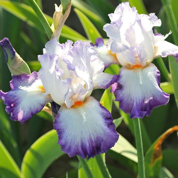 Gypsy Lord Iris