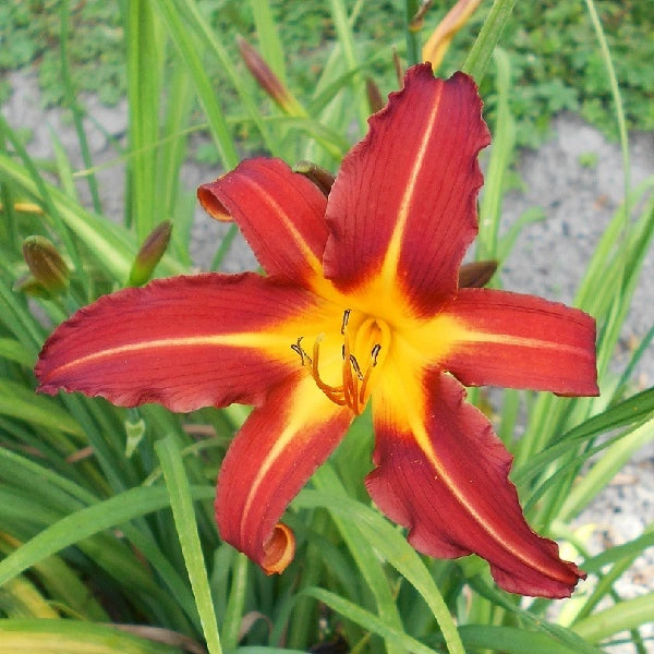 Autumn Red Daylily