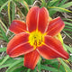 Baja - Daylily