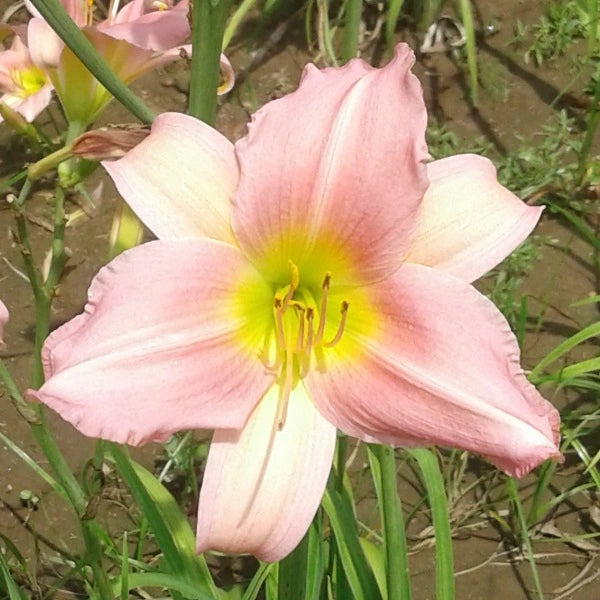 Bama Music Daylily