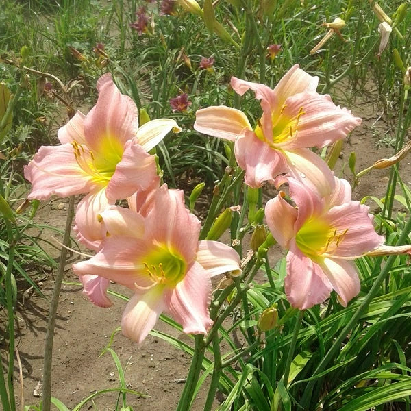 Bama Music Daylily