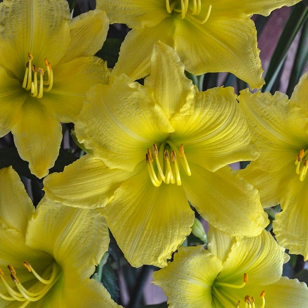 Big Time Happy - Daylily