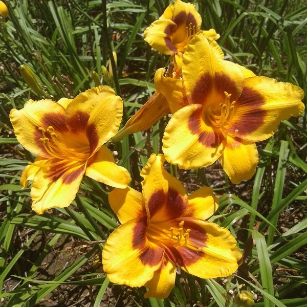 Black Eyed Susan - Daylily