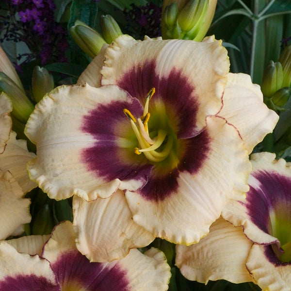 Blueberry Candy - Daylily