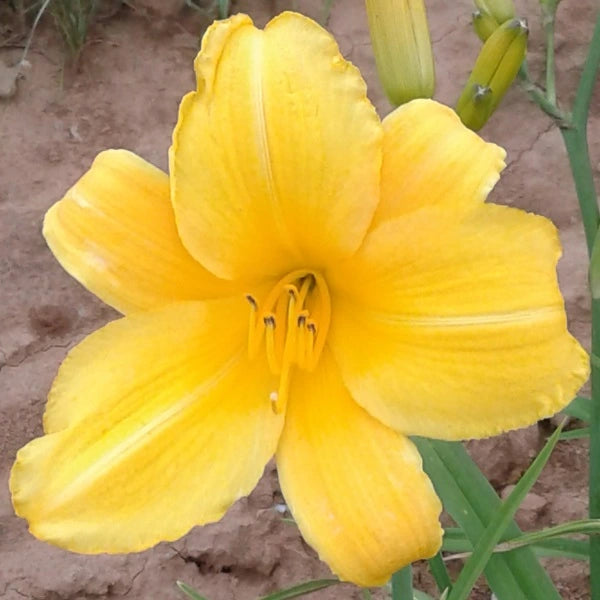 Buttered Popcorn - Daylily