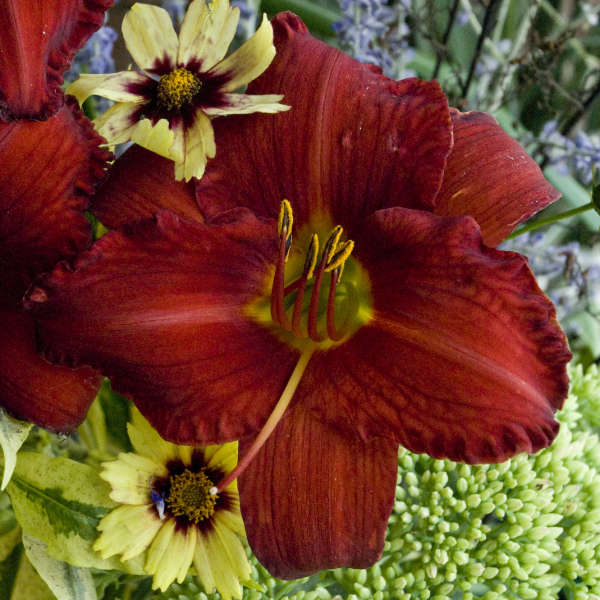 Chicago Apache - Daylily