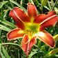 The Good Ol' Days - Red Mix Daylily Bundle - Save $40