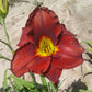 Duke of Earl Daylily