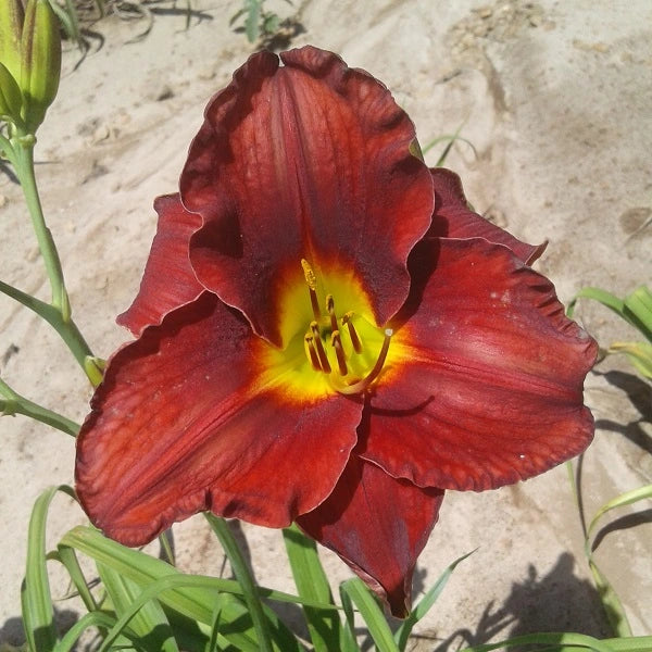 Duke of Earl - Daylily