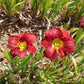 Duke of Earl Daylily