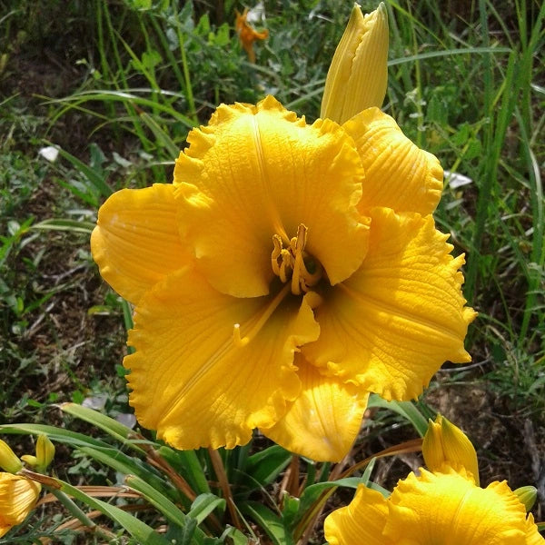 Elegant Explosion Daylily