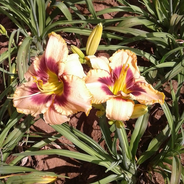 Eyes of Fury - Daylily